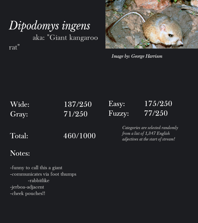 Dipodomys ingens